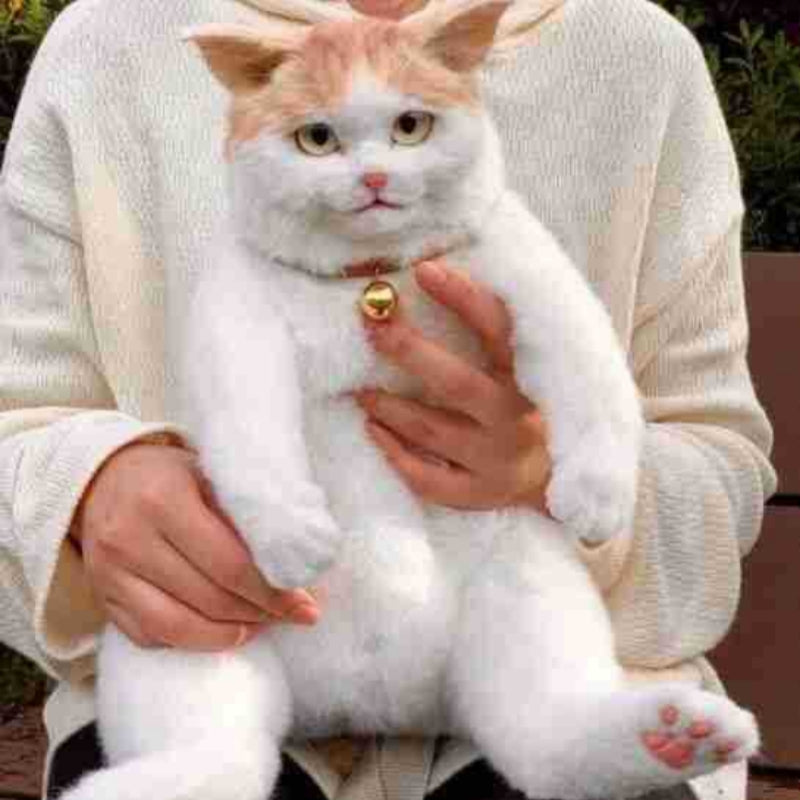 a060dc64c866bfb737bf95320629d9ba
